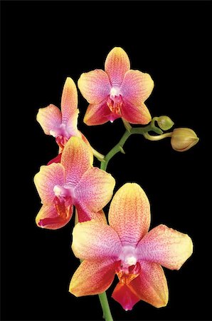 simsearch:400-04874532,k - Beautiful yellow orchid isolated on black background Foto de stock - Super Valor sin royalties y Suscripción, Código: 400-04297620