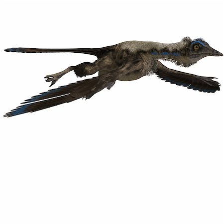 simsearch:400-05130767,k - Dinosaur Archaeopteryx. 3D rendering with clipping path and shadow over white Stock Photo - Budget Royalty-Free & Subscription, Code: 400-04297640