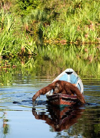 simsearch:400-08576040,k - Borneo the pirate. The orangutan floats in a boat, rowing with hands, as oars. Borneo, Indonesia. Foto de stock - Super Valor sin royalties y Suscripción, Código: 400-04297966