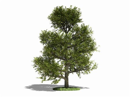 Oak on a white background. It's 3D image. Stock Photo - Budget Royalty-Free & Subscription, Code: 400-04298273