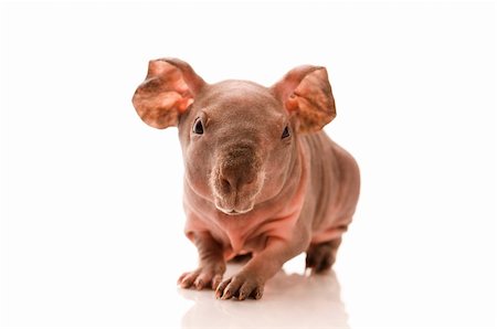 simsearch:400-05321831,k - skinny guinea pig on the white Stock Photo - Budget Royalty-Free & Subscription, Code: 400-04298308