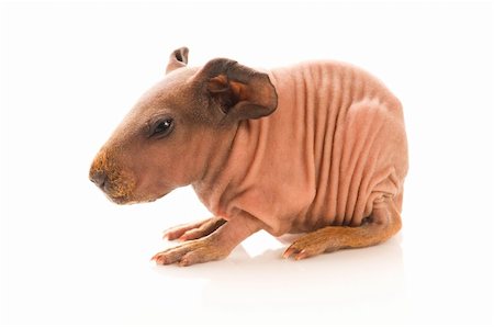simsearch:400-05321831,k - skinny guinea pig on the white Stock Photo - Budget Royalty-Free & Subscription, Code: 400-04298309