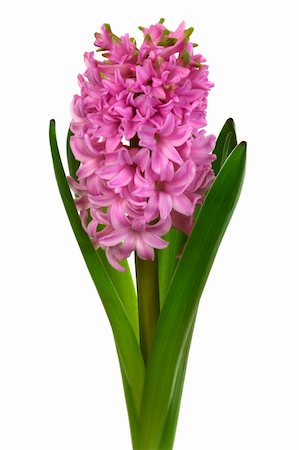 beautiful pink hyacinth on a white background Stock Photo - Budget Royalty-Free & Subscription, Code: 400-04298548