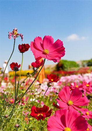 simsearch:400-07039820,k - Pink cosmos flower Stock Photo - Budget Royalty-Free & Subscription, Code: 400-04298653
