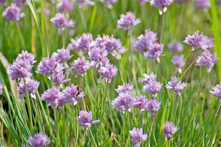 Flowers of Alliaceae on summer day Stock Photo - Budget Royalty-Free & Subscription, Code: 400-04298798