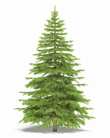 pícea - Medium spruce on a white background. It's 3D image. Stock Photo - Budget Royalty-Free & Subscription, Code: 400-04298805