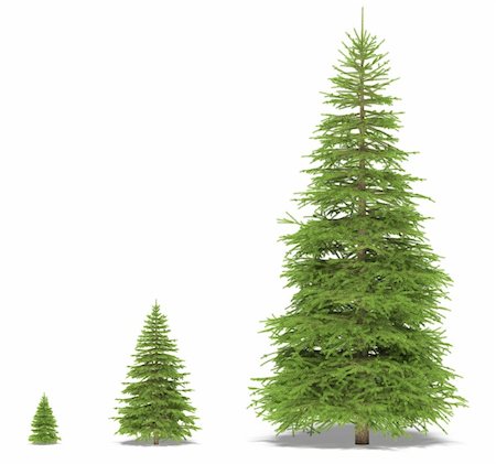 pícea - Three spruce on a white background. It's 3D image. Stock Photo - Budget Royalty-Free & Subscription, Code: 400-04298803