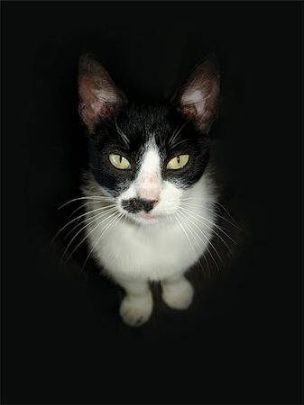 Black and white cat with yellow eyes. Sits on a dark background Stock Photo - Budget Royalty-Free & Subscription, Code: 400-04298831