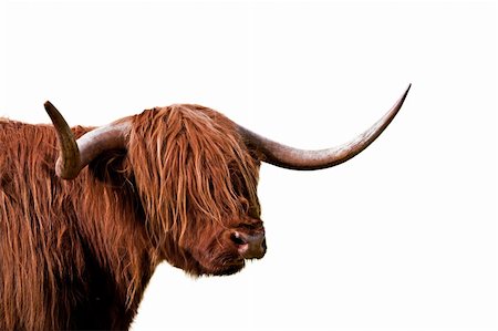 scottish cattle - isolated Highland cattle Stock Photo - Budget Royalty-Free & Subscription, Code: 400-04299098
