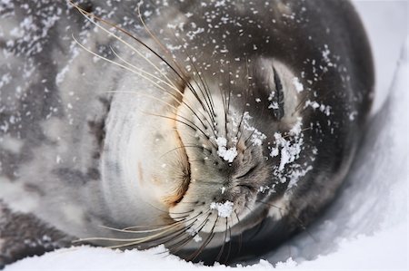 simsearch:400-07087477,k - Nice marine seals sleeping on the snow in Antarctica Foto de stock - Royalty-Free Super Valor e Assinatura, Número: 400-04299211
