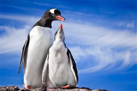 simsearch:400-04299219,k - two penguins resting on the stony coast of Antarctica Stock Photo - Budget Royalty-Free & Subscription, Code: 400-04299224