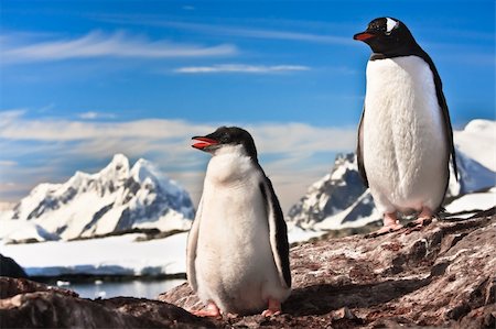 simsearch:400-07680375,k - two penguins resting on the stony coast of Antarctica Stock Photo - Budget Royalty-Free & Subscription, Code: 400-04299220
