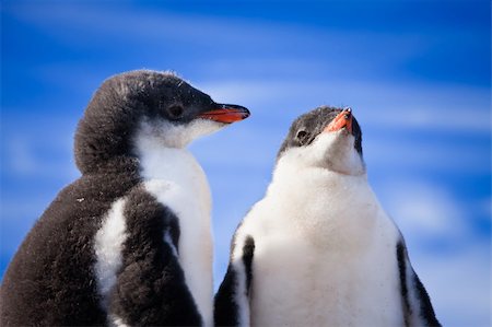 simsearch:400-07680375,k - two penguins resting on the coast of Antarctica Stock Photo - Budget Royalty-Free & Subscription, Code: 400-04299222