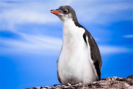 simsearch:400-04287384,k - penguin resting on the stony coast of Antarctica Foto de stock - Royalty-Free Super Valor e Assinatura, Número: 400-04299223