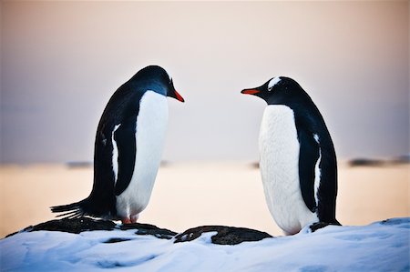 simsearch:400-07680375,k - two identical penguins resting on the stony coast of Antarctica Stock Photo - Budget Royalty-Free & Subscription, Code: 400-04299230