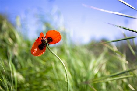 simsearch:400-04545260,k - field with red poppy and grass against a blue sky Stock Photo - Budget Royalty-Free & Subscription, Code: 400-04299248