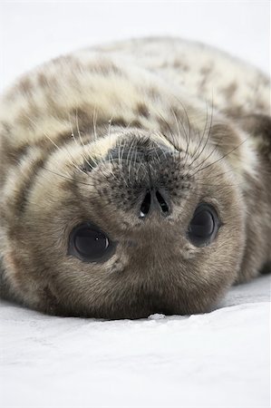 Baby seal close to mom. Antarctica Foto de stock - Super Valor sin royalties y Suscripción, Código: 400-04299241