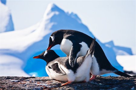 penguin on mountain - Two penguins make love on a rock, mountains in the background Photographie de stock - Aubaine LD & Abonnement, Code: 400-04299257