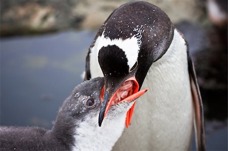 simsearch:400-05234833,k - two penguins on the stony coast of Antarctica Stockbilder - Microstock & Abonnement, Bildnummer: 400-04299266