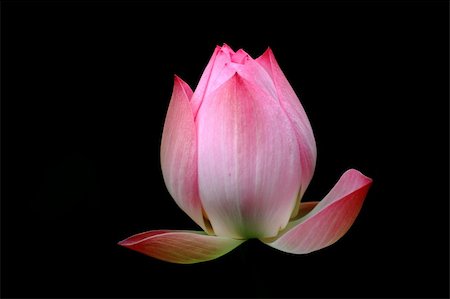 Lotus on the black background Stock Photo - Budget Royalty-Free & Subscription, Code: 400-04299369