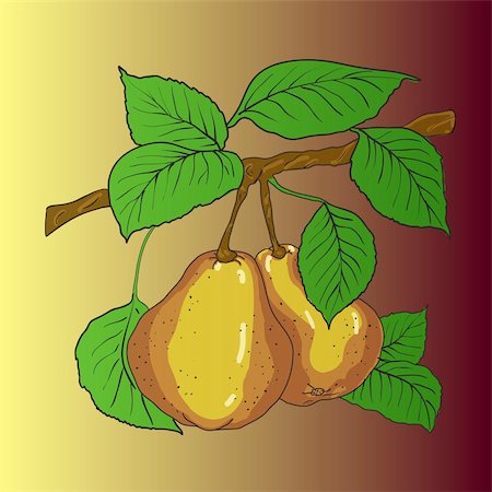 simsearch:400-07101870,k - Two mature yellow pears with leaves on a branch. A vector Stockbilder - Microstock & Abonnement, Bildnummer: 400-04299747