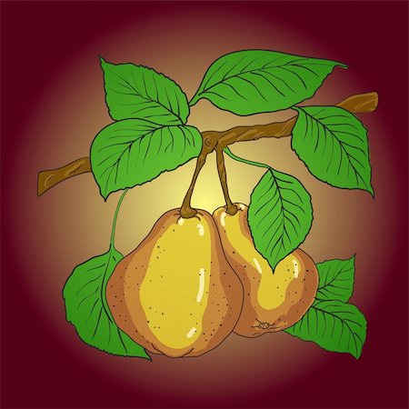 simsearch:400-04402673,k - Two mature yellow pears with leaves on a branch. A vector Fotografie stock - Microstock e Abbonamento, Codice: 400-04299749