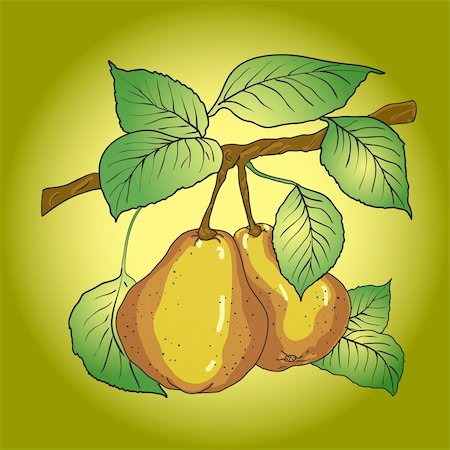 simsearch:400-07101870,k - Two mature yellow pears with leaves on a branch. A vector Stockbilder - Microstock & Abonnement, Bildnummer: 400-04299752