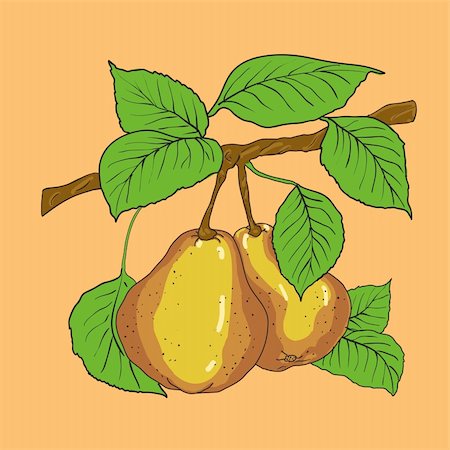 simsearch:400-04402673,k - Two mature yellow pears with leaves on a branch. A vector Fotografie stock - Microstock e Abbonamento, Codice: 400-04299753