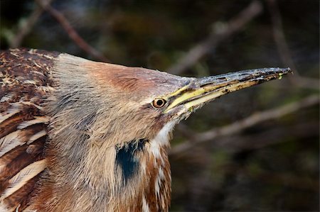 simsearch:400-05332384,k - American Bittern during winter Fotografie stock - Microstock e Abbonamento, Codice: 400-04299834