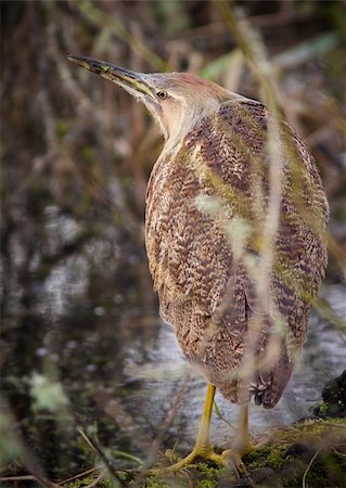 simsearch:400-05332386,k - American Bittern during winter Stock Photo - Budget Royalty-Free & Subscription, Code: 400-04299830
