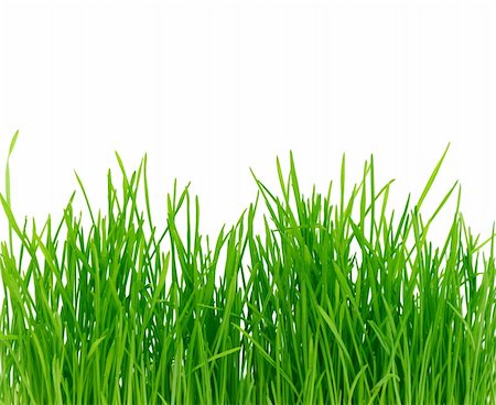 simsearch:400-05362449,k - Isolated green grass on a white background Photographie de stock - Aubaine LD & Abonnement, Code: 400-04290409