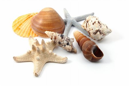 Some shells from the ocean isolated on white background Stock Photo - Budget Royalty-Free & Subscription, Code: 400-04290744