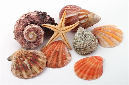 simsearch:400-06071815,k - Star fish and sea shells over a white background. Photographie de stock - Aubaine LD & Abonnement, Code: 400-04290950