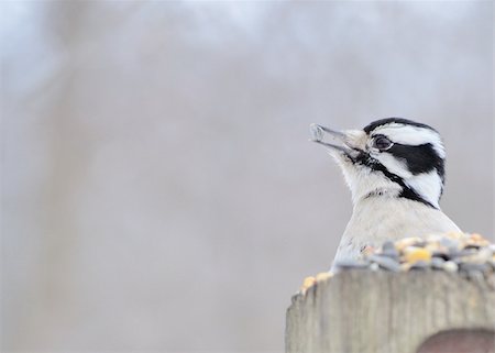 simsearch:400-07292745,k - A female downy woodpecker perched on a post eating bird seed. Stock Photo - Budget Royalty-Free & Subscription, Code: 400-04290961