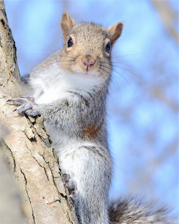 simsearch:400-03936928,k - A gray squirrel perched in a tree. Fotografie stock - Microstock e Abbonamento, Codice: 400-04290963