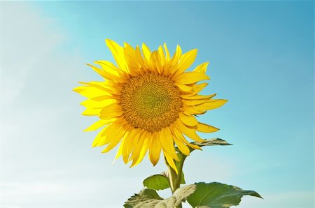 simsearch:400-07036242,k - Beautiful sunflower against the sky in summer Photographie de stock - Aubaine LD & Abonnement, Code: 400-04291529