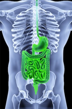 the human body by X-rays. intestine highlighted in green. Foto de stock - Super Valor sin royalties y Suscripción, Código: 400-04291744
