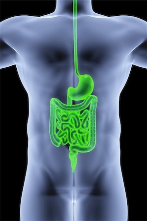 simsearch:400-06770547,k - the human body by X-rays. intestine highlighted in green. Stock Photo - Budget Royalty-Free & Subscription, Code: 400-04291745