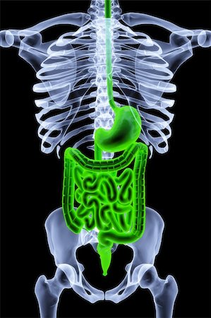 simsearch:400-06770547,k - the human body by X-rays. intestine highlighted in green. Fotografie stock - Microstock e Abbonamento, Codice: 400-04291743