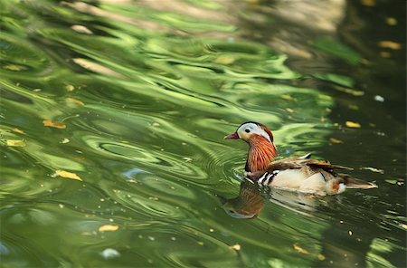 simsearch:400-04860271,k - Mandarin duck (Aix galericulata) in water with green tree reflexions. Photographie de stock - Aubaine LD & Abonnement, Code: 400-04291920