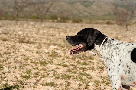 simsearch:400-04288829,k - Black and white pointer hunting dog in full alertness Photographie de stock - Aubaine LD & Abonnement, Code: 400-04292024