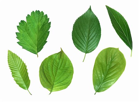 Collection of green spring leaves isolated on white background Stock Photo - Budget Royalty-Free & Subscription, Code: 400-04292293