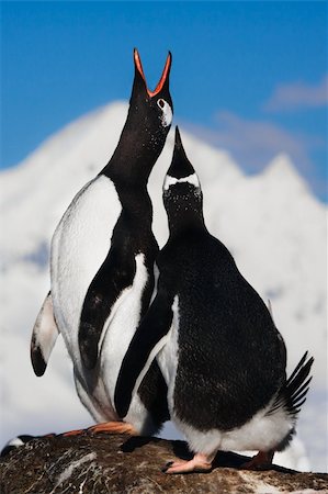 Penguins singing on a rock in Antarctica. Mountains in the background Photographie de stock - Aubaine LD & Abonnement, Code: 400-04292326