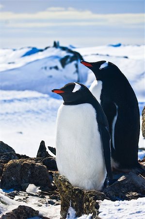 simsearch:400-04900478,k - Two penguins dreaming sitting on a rock, mountains in the background Photographie de stock - Aubaine LD & Abonnement, Code: 400-04292327