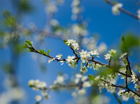 simsearch:622-06191332,k - Cherry bench on a green blurred background Photographie de stock - Aubaine LD & Abonnement, Code: 400-04292493