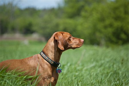 simsearch:400-04271926,k - A purebred Vizsla dog (Hungarian pointer) stands in a green field in the sprintime. Stock Photo - Budget Royalty-Free & Subscription, Code: 400-04292684