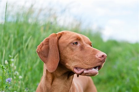 simsearch:400-04271926,k - A closeup shot of a Vizsla dog (Hungarian Pointer) in a field. Stock Photo - Budget Royalty-Free & Subscription, Code: 400-04292687