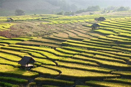 simsearch:400-04740132,k - Terraced rice field and hut on Mountain in nature Stock Photo - Budget Royalty-Free & Subscription, Code: 400-04292835