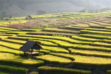 simsearch:400-04740132,k - Terraced rice field and hut on Mountain in nature Stock Photo - Budget Royalty-Free & Subscription, Code: 400-04292836