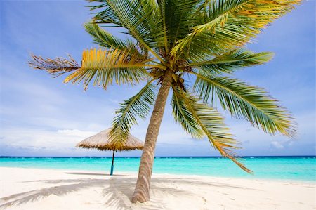 simsearch:400-06947087,k - wonderful landscape with a palm and umbrella Stock Photo - Budget Royalty-Free & Subscription, Code: 400-04293013